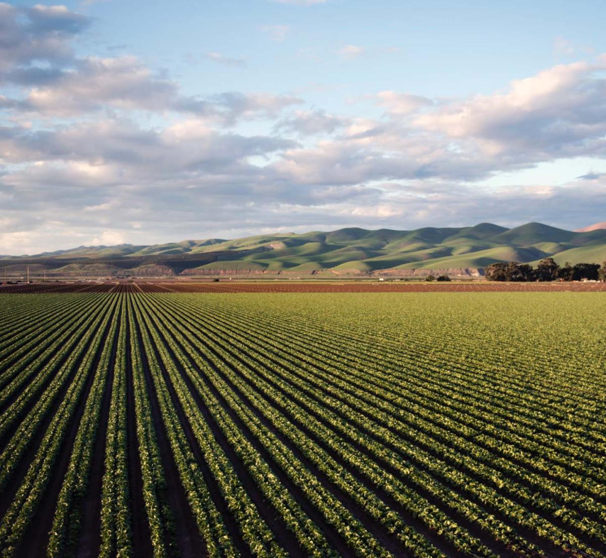Field